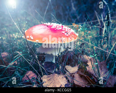 Eine Amanita muscaria von Fliegenpilz im Wald mit Herbstlaub auf dem Boden Stockfoto