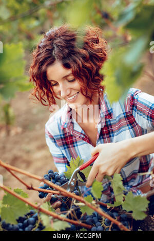 Schönen lächelnden jungen Frau schneiden Trauben auf einem Weingut. Stockfoto