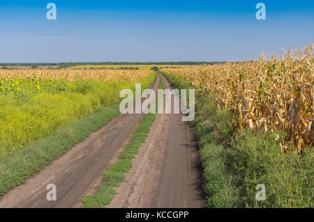 September Landschaft mit einer Masse Straße zwischen landwirtschaftlichen Feld mit bzw. bernsteingelben Mais in der Nähe von dnipro Stadt, Ukraine Stockfoto