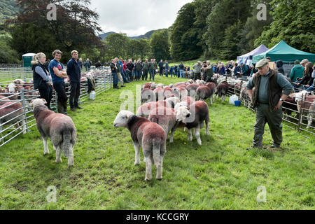 Beurteilung Herdwick-schafe, Borrowdale Hirten Treffen, Rosthwaite, Keswick, Cumbria, Großbritannien Stockfoto