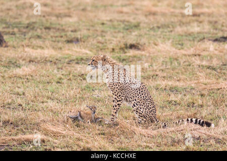Gepard (Acinonyx jubatus) mit Baby gazelle Beute, Masai Mara National Game Park finden, Kenia, Ostafrika Stockfoto