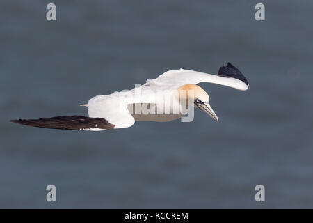 Basstölpel auf Bempton Cliffs, Frühling. Stockfoto