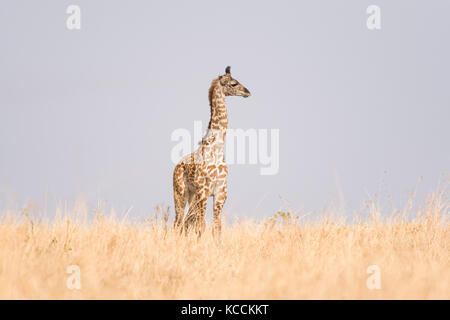 Masai Giraffe (Giraffa Camelopardalis tippelskirchi) in offene Savanne, Masai Mara National Game Park finden, Kenia, Ostafrika Stockfoto