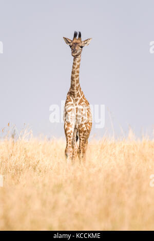 Masai Giraffe (Giraffa Camelopardalis tippelskirchi) in offene Savanne, Masai Mara National Game Park finden, Kenia, Ostafrika Stockfoto