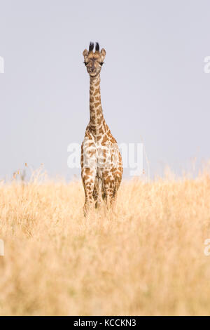 Masai Giraffe (Giraffa Camelopardalis tippelskirchi) in offene Savanne, Masai Mara National Game Park finden, Kenia, Ostafrika Stockfoto