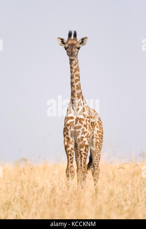 Masai Giraffe (Giraffa Camelopardalis tippelskirchi) in offene Savanne, Masai Mara National Game Park finden, Kenia, Ostafrika Stockfoto