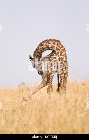 Masai Giraffe (Giraffa Camelopardalis tippelskirchi) putzen, Masai Mara National Game Park finden, Kenia, Ostafrika Stockfoto