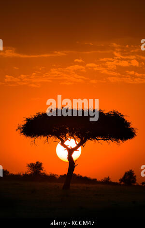 Sonne hinter silhouetted Akazie, Masai Mara National Park Reserve, Spiel, Kenia, Ostafrika Stockfoto