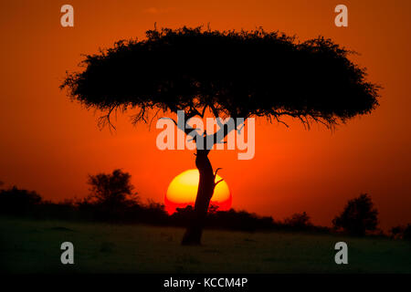 Sonne hinter silhouetted Akazie, Masai Mara National Park Reserve, Spiel, Kenia, Ostafrika Stockfoto