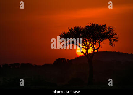 Sonne hinter silhouetted Akazie, Masai Mara National Park Reserve, Spiel, Kenia, Ostafrika Stockfoto