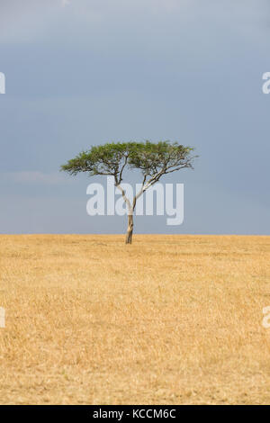 Einsame Akazie auf offenen Gras Savanne, Masai Mara National Game Park finden, Kenia, Ostafrika Stockfoto