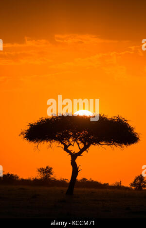 Sonne hinter silhouetted Akazie, Masai Mara National Park Reserve, Spiel, Kenia, Ostafrika Stockfoto