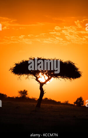 Sonne hinter silhouetted Akazie, Masai Mara National Park Reserve, Spiel, Kenia, Ostafrika Stockfoto