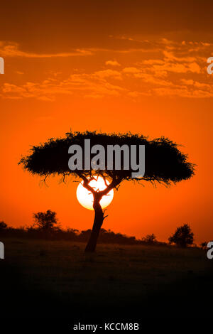 Sonne hinter silhouetted Akazie, Masai Mara National Park Reserve, Spiel, Kenia, Ostafrika Stockfoto