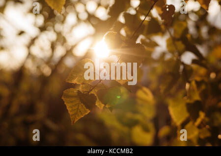 Sonnenstrahlen in einem grünen Wald. Die Strahlen der Sonne Filterung durch die Herbst Laub. Stockfoto