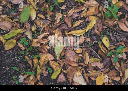 Gefallenen Blätter im Herbst auf Gras im sonnigen Morgen Licht, Farben Foto Stockfoto