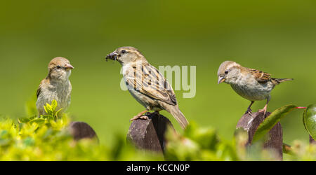 Haus Spatzen (Passer domesticus) zusammen gehockt auf Beiträge im Sommer in West Sussex, England, UK. In Panoramablick. Stockfoto