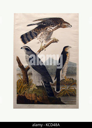 Habicht, Stanley Hawk (Nr. 29), John James Audubon, 1830 Stockfoto