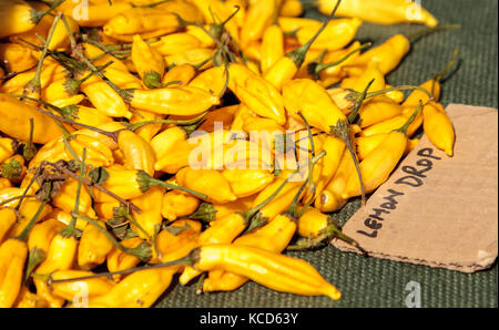 Gelbe Lemon Drop chili peppers in einem organischen Garten angebaut und verkauft bei einem Bauernmarkt in Südkalifornien. Stockfoto