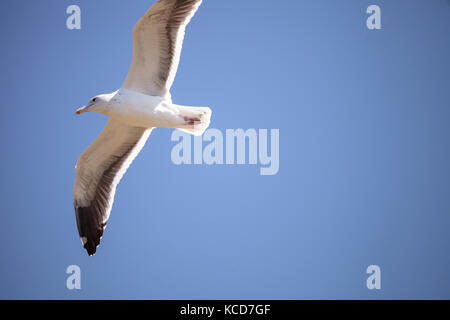 California gull Larus californicus fliegt über einen blauen Himmel in Laguna Beach, Southern California, United States Stockfoto