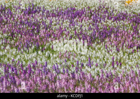 Angelonia (Sommer snapdragon) Feld in voller Blüte. Stockfoto