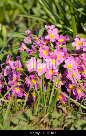 Comon Primel (Primula vulgaris Subsp sibthorpii) Stockfoto