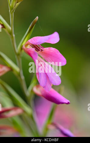 Wilder Gladiolus (Gladiolus communis subsp. Byzantinus) Stockfoto