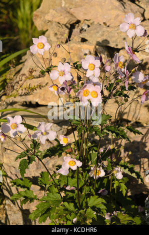 Japanische Anemone (Anemone hupehensis var. japonica) Stockfoto