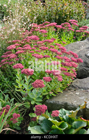 Orpine (Sedum telephium Syn. hylotelephium telephium) Stockfoto