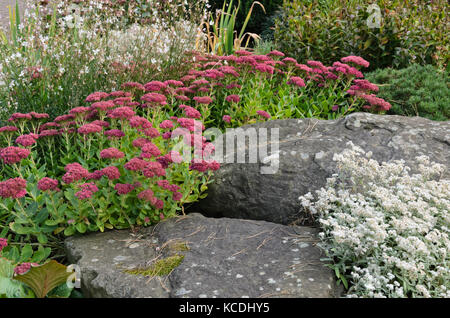 Orpine (Sedum telephium Syn. hylotelephium telephium) Stockfoto