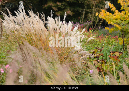Chinesische silber Gras (Miscanthus sinensis) Stockfoto
