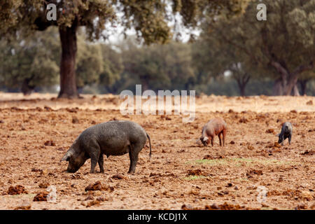 Iberischen Schwein beweidung unter den Eichen im Bereich der Spanien Stockfoto