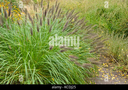 Zwerg Brunnen Gras (Pennisetum alopecuroides) Stockfoto