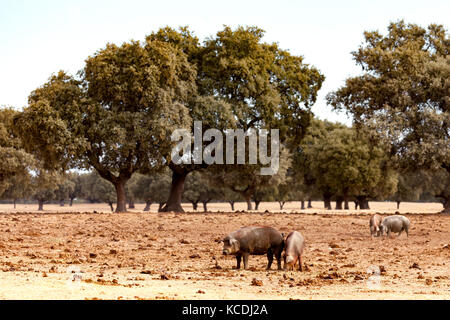 Iberischen Schwein beweidung unter den Eichen im Bereich der Spanien Stockfoto