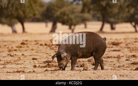 Iberischen Schwein beweidung unter den Eichen im Bereich der Spanien Stockfoto