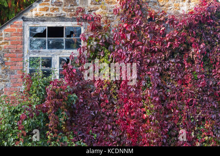 Parthenocissus Subtomentosa. Virginia Creeper/amerikanischen Ivy, die eine Cottage Garden Steinmauer. Deddington, Oxfordshire, Großbritannien Stockfoto