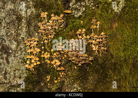 Pilze und Moos wächst an einem Baum in einem Mitten im Herbst Stockfoto