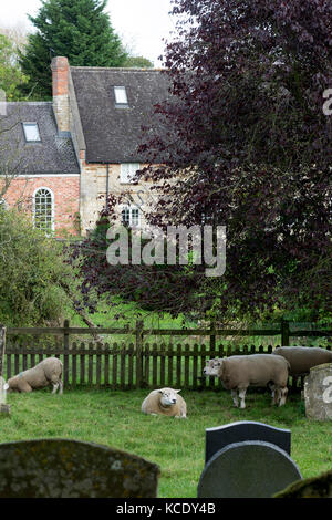 Schafe weiden in St. Botolph's Kirchhof, Slapton, Northamptonshire, England, Großbritannien Stockfoto