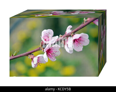 Frühling im Obstgarten, blühende frlower einer Frucht Baum Stockfoto