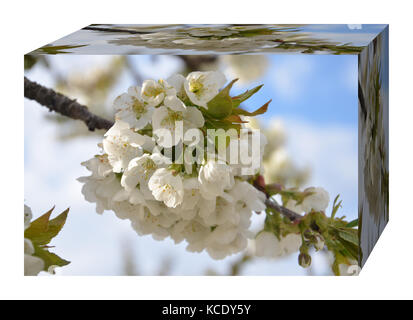 Frühling im Obstgarten, blühende frlower einer Frucht Baum Stockfoto