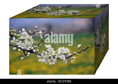 Frühling im Obstgarten, blühende frlower einer Frucht Baum Stockfoto