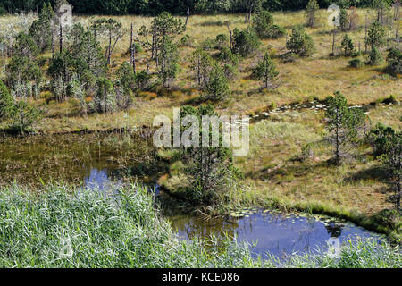 Das Moor des Luitel-Sees, in der Chamrousse-Bergkette Stockfoto