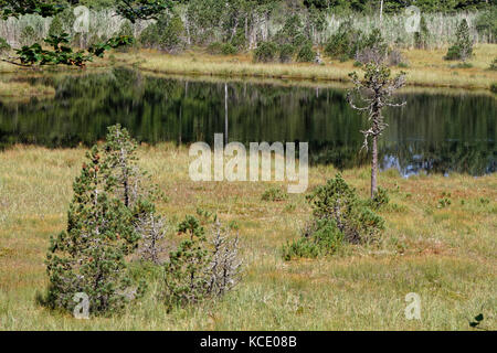 Das Moor des Luitel-Sees, in der Chamrousse-Bergkette Stockfoto