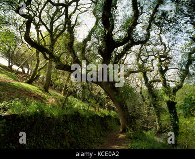 King's Holz, 59,4 ha (146,9 Hektar) von gemischten breitblättrige Woodland liegen auf steilen E Hang des Pentewan Tal über St. Austell River. Auf Karten als Ear gekennzeichnet Stockfoto