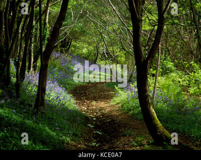 King's Holz, Pentewan, St Austell, Cornwall, England. Bluebells wachsenden unten Hazel und Sycamore neben einem Wald Weg. Stockfoto