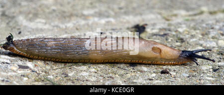 Einen hellen großen schwarzen Slug (Arion ater) kriecht über einen Stein. Bedgebury Wald, Kent, Großbritannien. Stockfoto