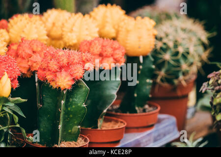 Mehrere kleine kleinen bunten Kakteen Kaktus Blumen in Töpfe in Store Markt. Stockfoto