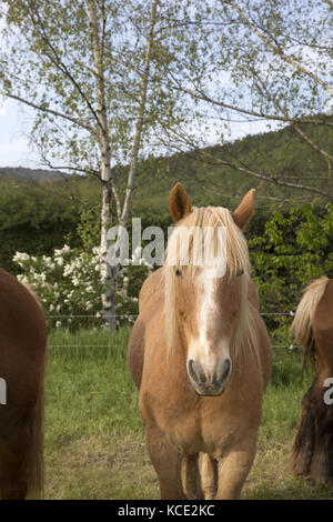 Cheval de La Cerdagne, Pyrénées-Orientales Stockfoto