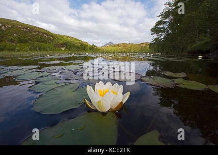 Weiße Seerose Nymphaea alba wächst in Lochan in Inverpolly National Nature Reserve in NW Schottland Juni Stockfoto