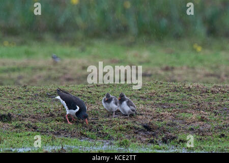 Eurasischen Austernfischer Haematopus ostralegus Elternteil Fütterung Küken im Regen mit Würmern Holme Norfolk Sommer Stockfoto